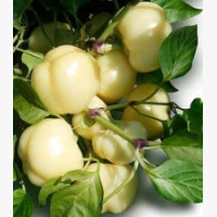 Étkezési paprika
