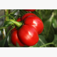 Étkezési paprika