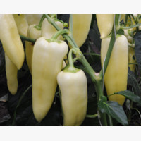 Étkezési paprika