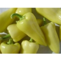 Étkezési paprika