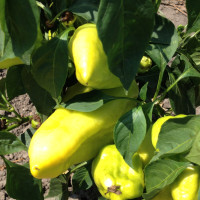 Étkezési paprika