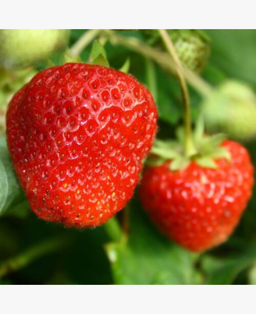 Szamóca(Földieper)