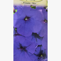Petúnia lila