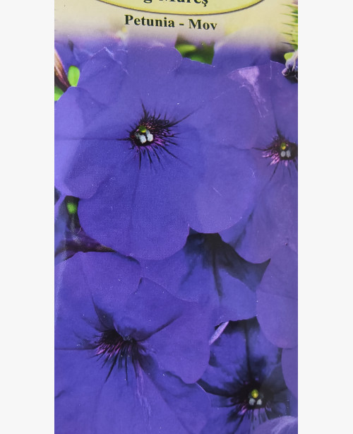 Petúnia lila