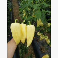 Étkezési paprika