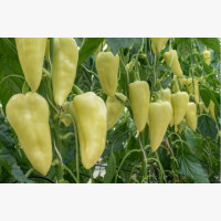 Étkezési paprika
