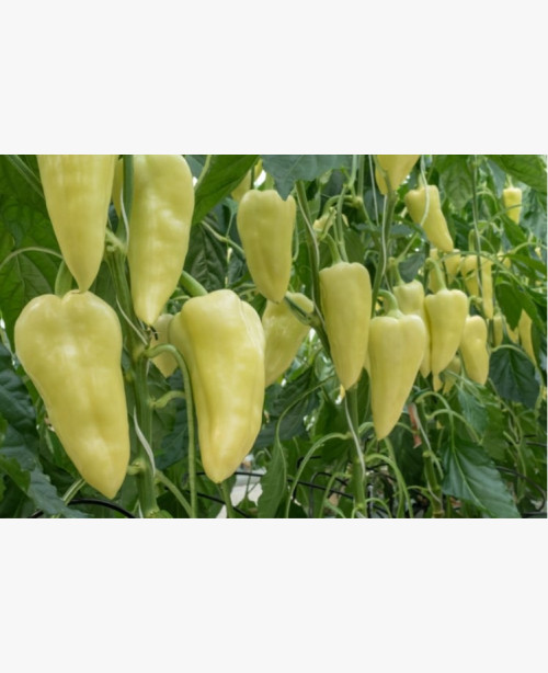 Étkezési paprika