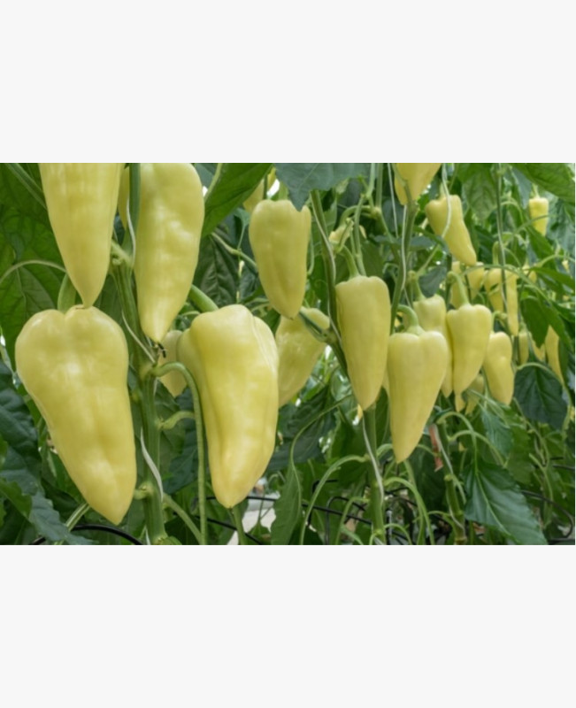 Étkezési paprika