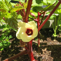 Okra
