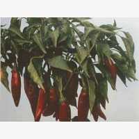 Fűszerpaprika