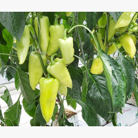 Étkezési paprika