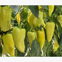 Étkezési paprika