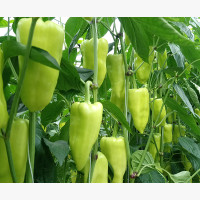 Étkezési paprika