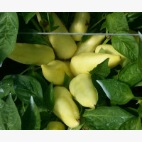 Étkezési paprika