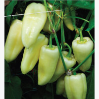 Étkezési paprika