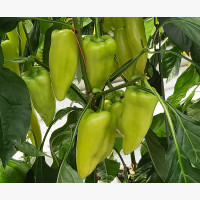Étkezési paprika