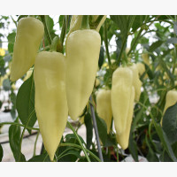 Étkezési paprika