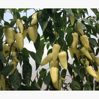 Étkezési paprika