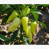 Étkezési paprika