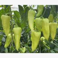 Étkezési paprika