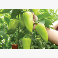 Étkezési paprika