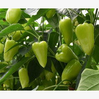 Étkezési paprika