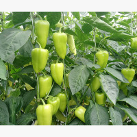 Étkezési paprika