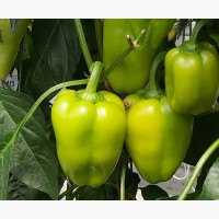 Étkezési paprika