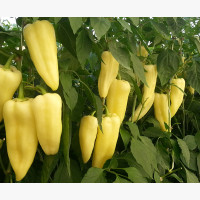 Étkezési paprika