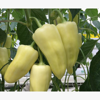 Étkezési paprika