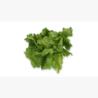 Jégsaláta