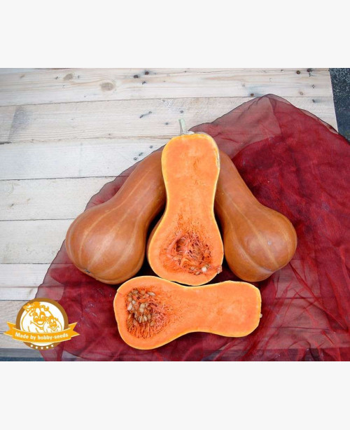 Sütőtök