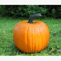 Halloween tök