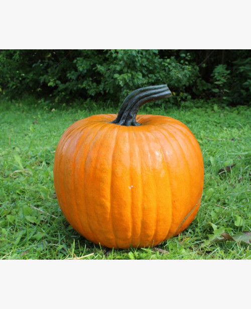 Halloween tök