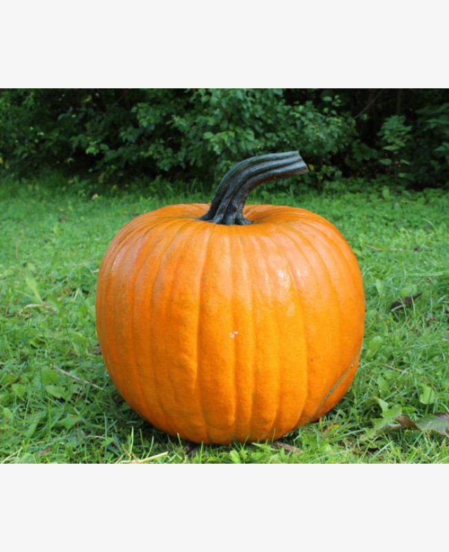 Halloween tök Halloween tök