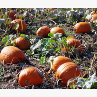 Halloween tök