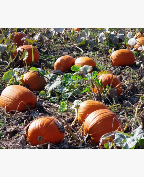 Halloween tök