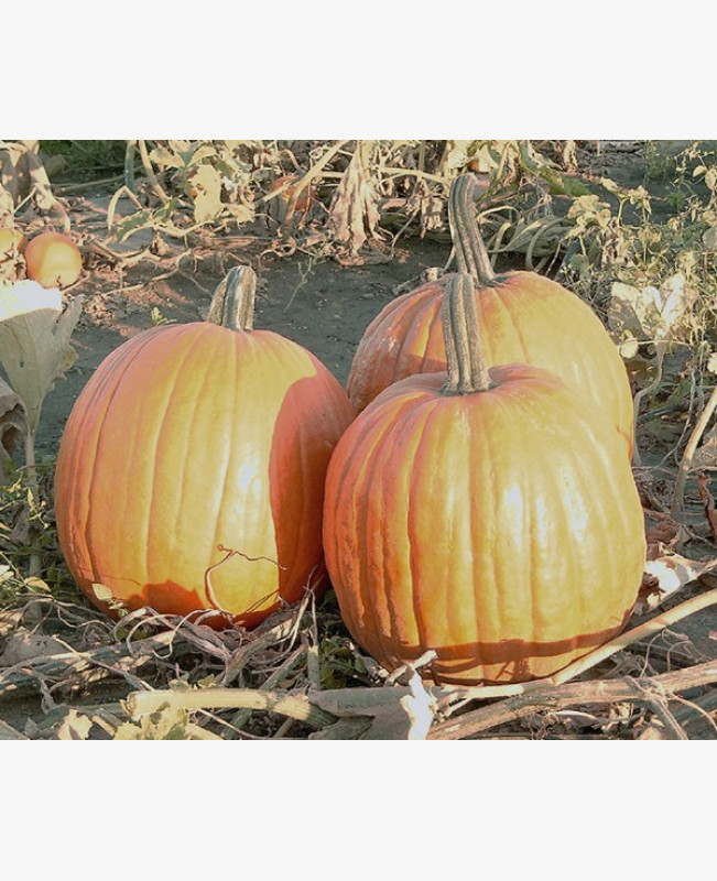Halloween tök