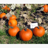 Halloween tök