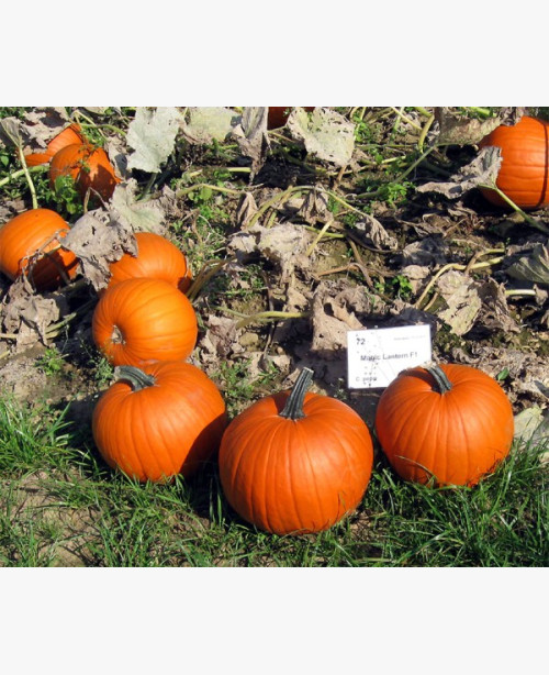 Halloween tök