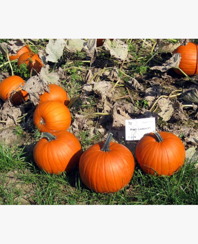 Halloween tök Halloween tök