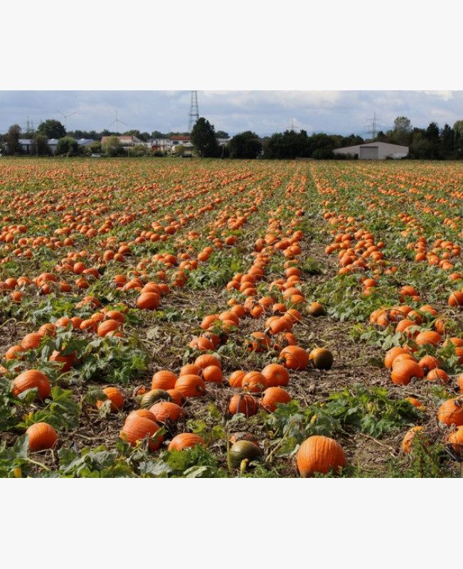 Halloween tök