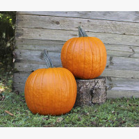 Halloween tök
