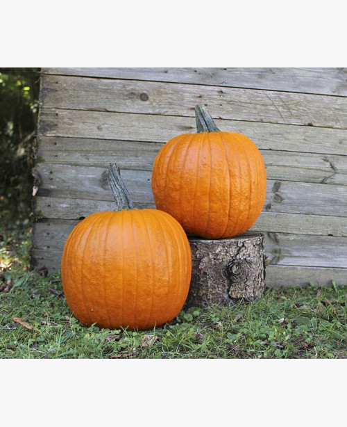 Halloween tök