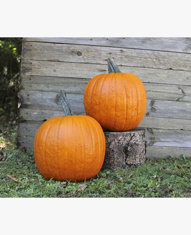 Halloween tök Halloween tök