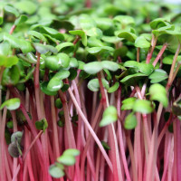 Retek microgreen