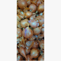 Salottahagyma dughagyma