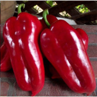 Étkezési paprika
