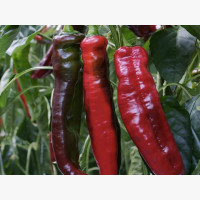 Étkezési paprika