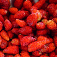 Szamóca(Földieper)
